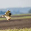 Hibou des marais